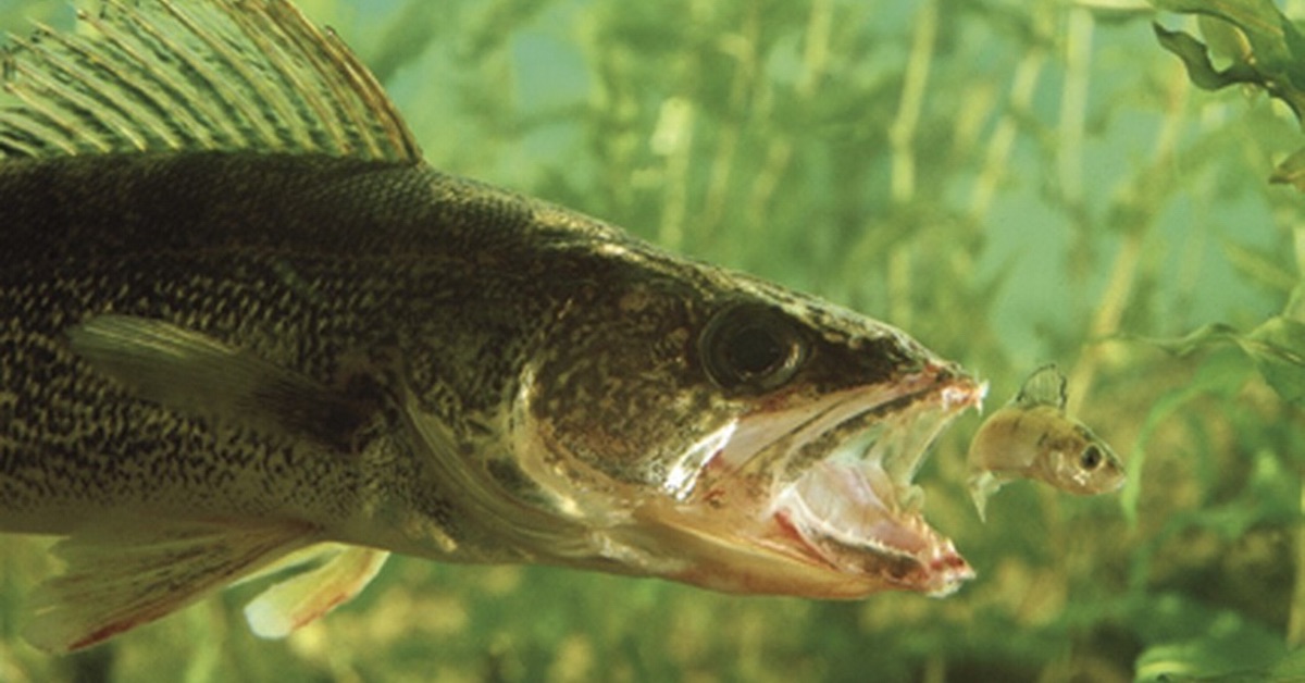 Forget the Ice: Open Water Walleyes at Night