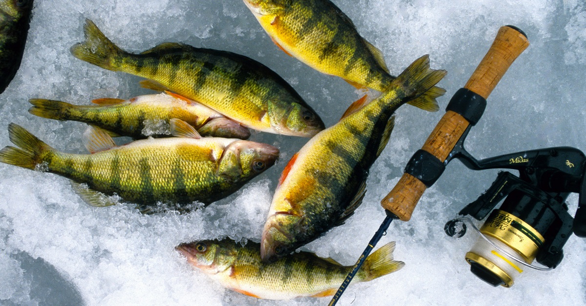 Ice Fishing Perch