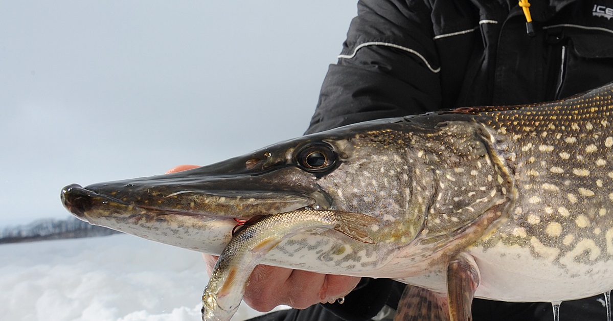 Ice Fishing for Pike 